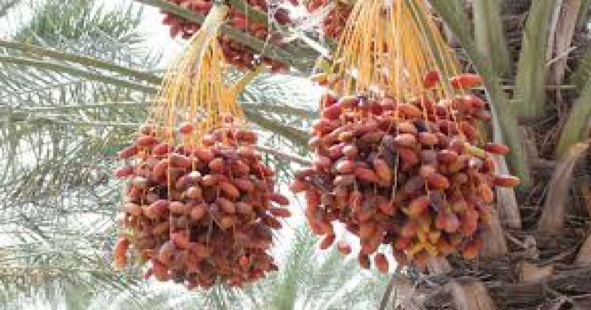 قبلي: 18 ألف طن من التمور البيولوجية لهذا الموسم