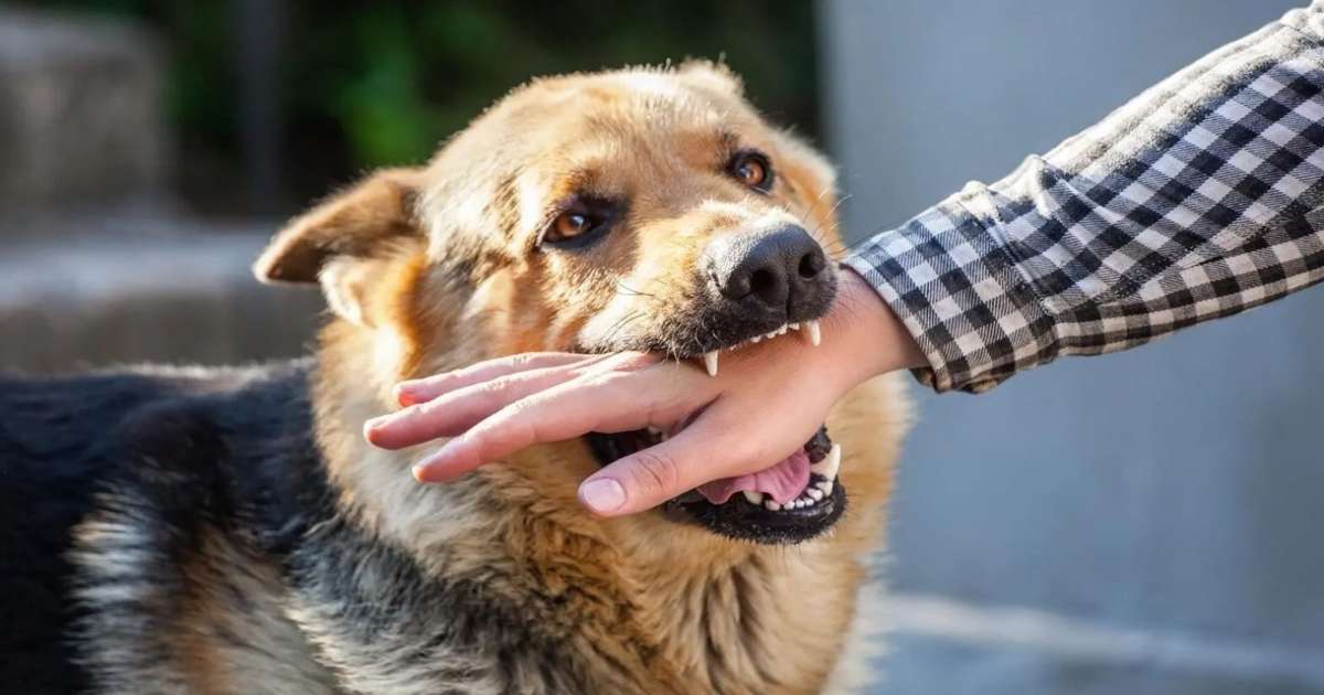 قابس تتصدر الولايات في حملات تلقيح الحيوانات ضدّ داء الكلب